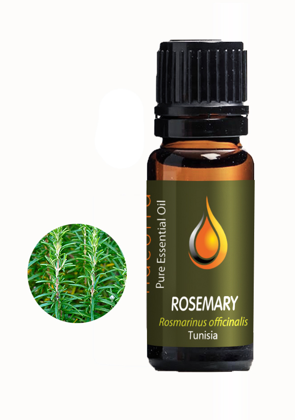 Rosemary (Rosemarinus officianalis)